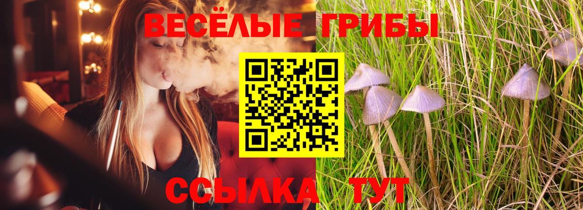 Псилоцибиновые грибы прущие грибы  Псилоцибиновые грибы GOLDEN TEACHER  Тосно 